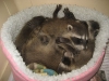 Exotic-Breeder-pair-baby-Racoons-