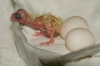 Hatching-a-fertile-parrot-BIRD-eggs-for-sale-hatching-ratio-1-1
