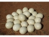 Fertile-Parrot-Eggs-and-Parrot-Chicks-for-sale