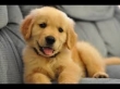golden-retriever-puppy-for-sale