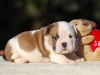 Cute-Bulldog-Puppy-Vicky-ready-to-go-home